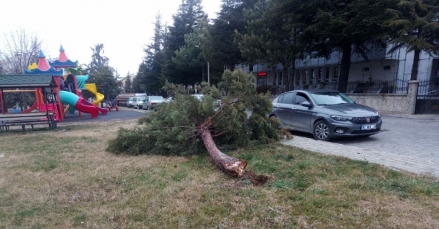 Beyşehir’de şiddetli fırtına ağaçları devirdi