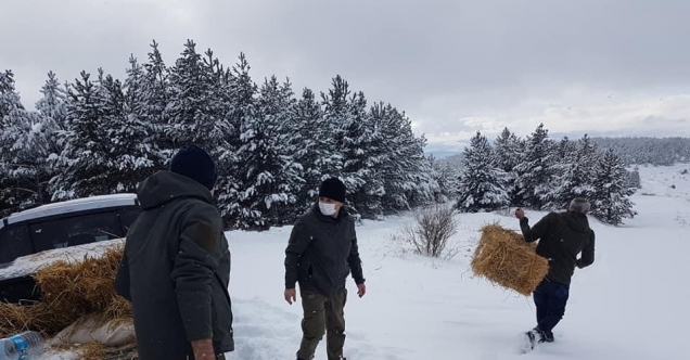 Çankırı’da yaban hayvanları kara kışta unutulmadı