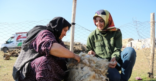 Doktora tezi için 8 aydır göçerlerle birlikte yaylada yaşıyor