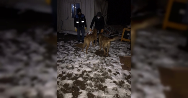 Donmak üzere olan köpek ve yavrularını Diyarbakır Büyükşehir Belediyesi ekipleri kurtardı