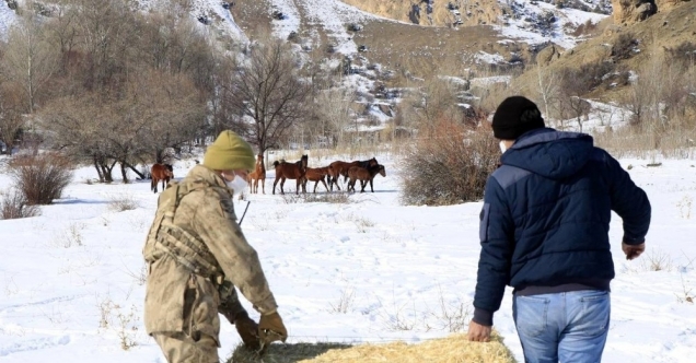 Erzincan’da yılkı atları için yem bırakıldı