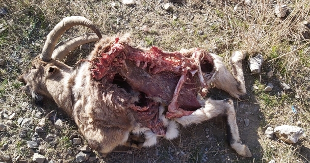 Hakkari’de dağ keçisi ölü bulundu