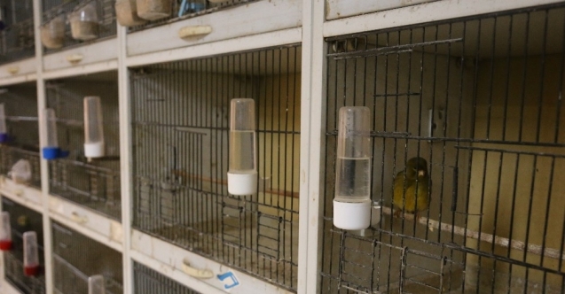 Kafes kuşu piyasasını pandemi vurdu, fiyatlar uçtu