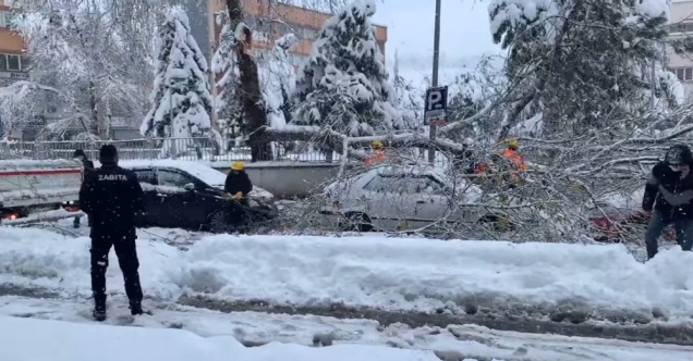 Karın ağırlığına dayanamayan ağacın dalı kırıldı, park halindeki araçların üzerine düştü