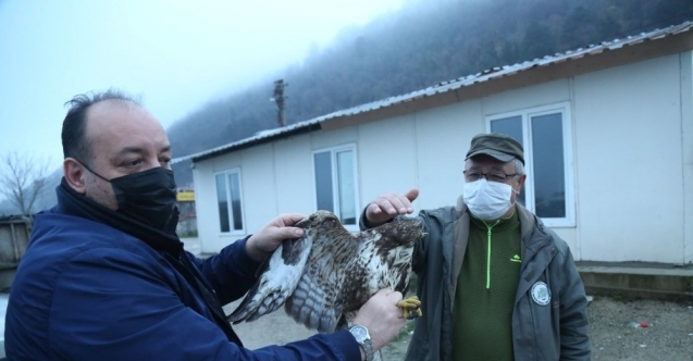 Kastamonu’ da yaralı halde bulunan şahin tedavi altına alındı