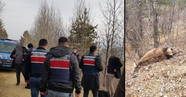 Kastamonu’da geyik avcıları suçüstü yakalandı