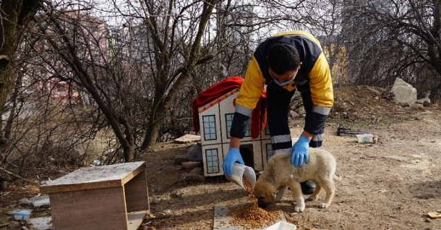 Kastamonu’da sokak hayvanları için 14 ton mama harcandı