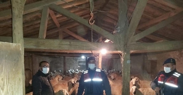 Kaybolan 90 Koyunu Jandarma ekipleri buldu