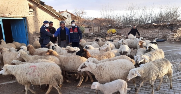 Konya’da jandarma çalınan 99 küçükbaş hayvanı bularak sahibine teslim etti