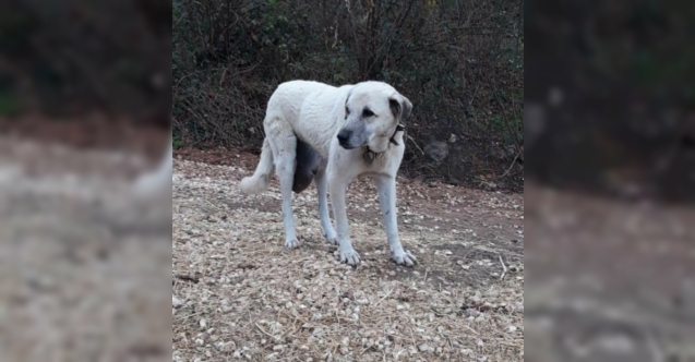 Köpekteki 3 kilogramlık tümör, cerrahi işlemle alındı