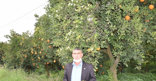 Kumluca’da kış ortasında meyve veren ağaçlar vatandaşı şaşırttı