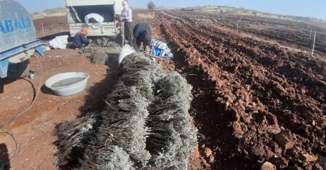 Mardin’de, üretimi rağbet gören fıstık ve lavanta aynı tarlada toprakla buluştu