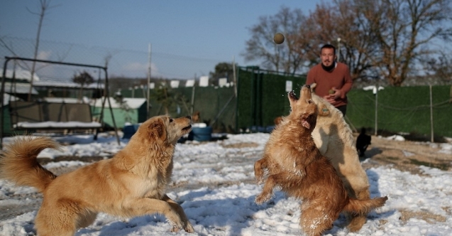 (Özel) Sahipleri tarafından terk edilen köpeklerin karda oynaması tebessüm ettirdi