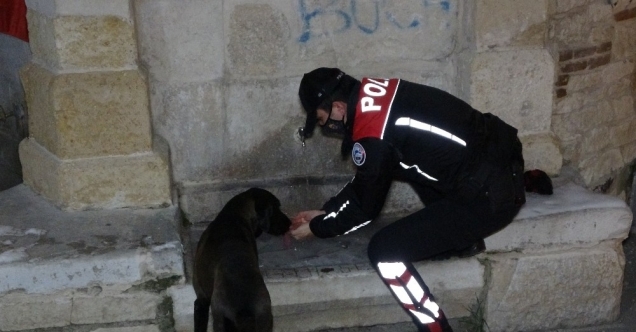 Sokak hayvanları eksi 10 derecede unutmadı