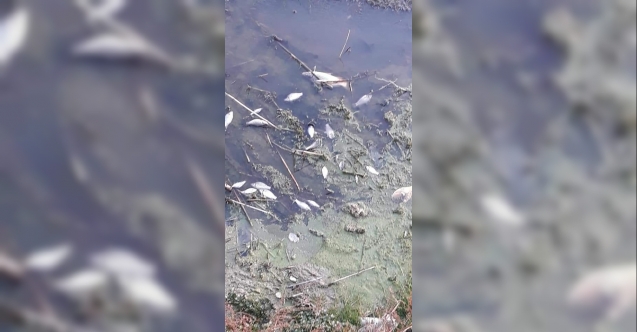 Porsuk’ta balık ölümleri