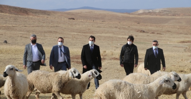 Sivas’ta küçükbaş hayvan yetiştiricileri birleşti, hedef 100 bin koyun