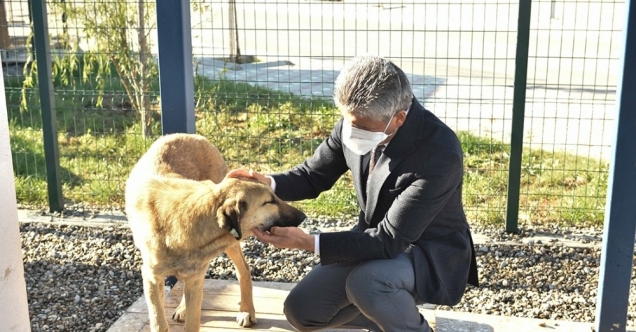 Sokak köpeği &quot;Şanslı&quot; hayata tutundu