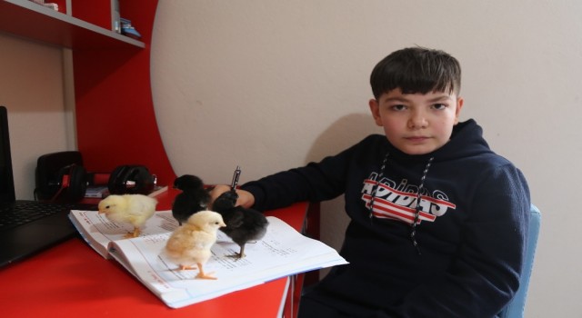 11 yaşındaki Yusuf kendi yaptığı kuluçkayla civciv üretiyor