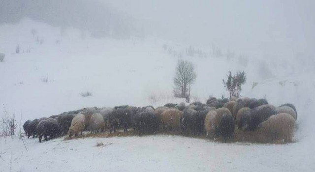Artvinde karda mahsur kalan çobanlar ve sürülerini kurtarıldı