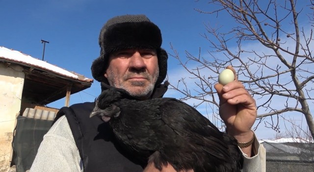 Ayam Cemani cinsi horoz ve tavuk görenleri şaşırtıyor: İç organları dahi kömür karası