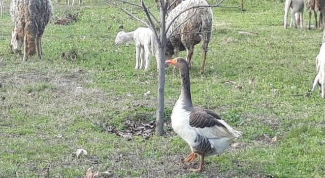 Bu kaz koyunlara çobanlık yapıyor