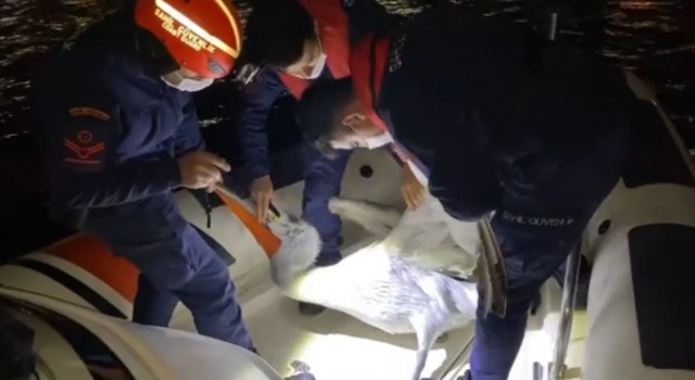 İzmirde yaralı pelikan, Sahil Güvenlik tarafından kurtarıldı