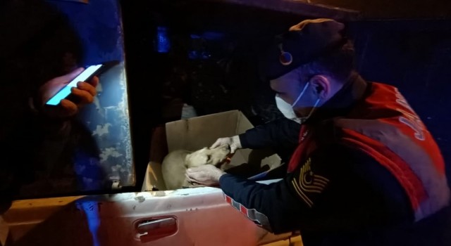 Jandarmadan yaralı köpeğe yardım eli