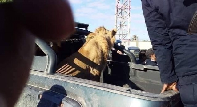 Libyada sokakta dolaşan aslan paniğe neden oldu