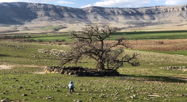 Mardinde köylüler, 250 yıllık meşe ağacının koruma altına alınmasını istiyor