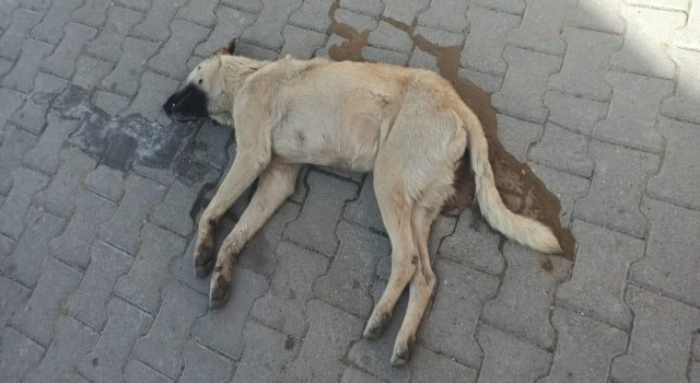 Nevşehirdeki köpek katili yakalandı