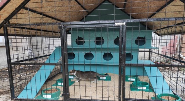 Tekirdağda kedi oteli hizmete girdi