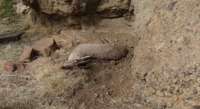 Tuncelideki yaban keçisi ölümlerinin nedeni veba çıktı