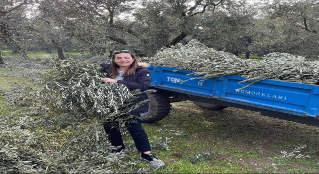 Ünlü oyuncu Burcu Kara babasının tarlasında zeytin dalı topladı