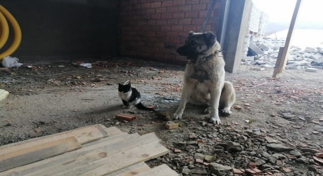 Kedi ile köpeğin dostluğu renkli görüntülere sahne oldu