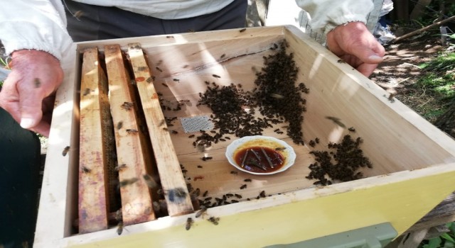 Mevsim şartları ve bilinçsiz besleme arı ölümlerine neden oldu