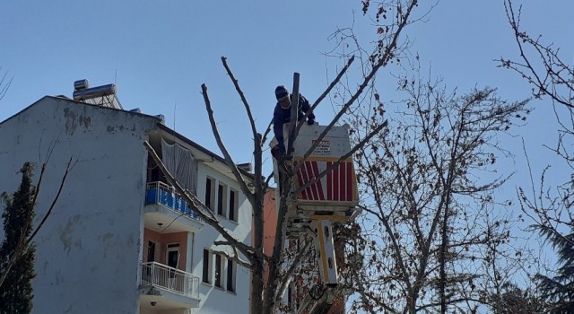 Osmancıkta belediye ekipleri ağaçları buduyor