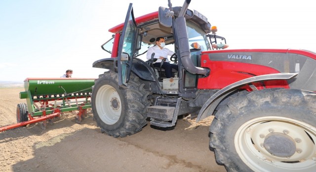 Amasyada yerli ve milli kenevir ‘Vezirin ekimi yapıldı