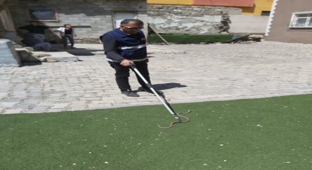 Ağrıda evin bahçesine giren yılan yakalanıp doğaya bırakıldı