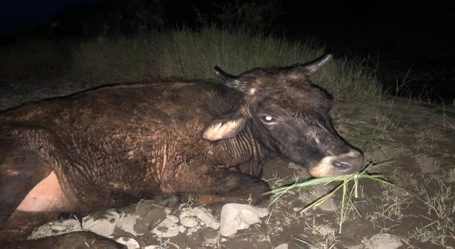 Bingölde nehir yatağında çamura saplanan inek kurtarıldı