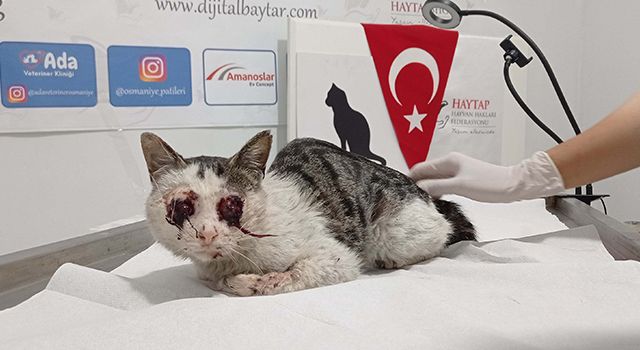 Caniler Tarafından Gözleri Oyulan Kedi Tedavi Altına Alındı