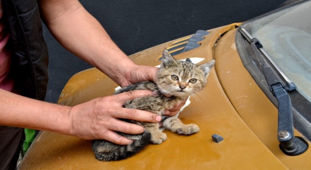 Duyarlı vatandaştan otomobilin sürücüsüne not: Kaputta kedi var