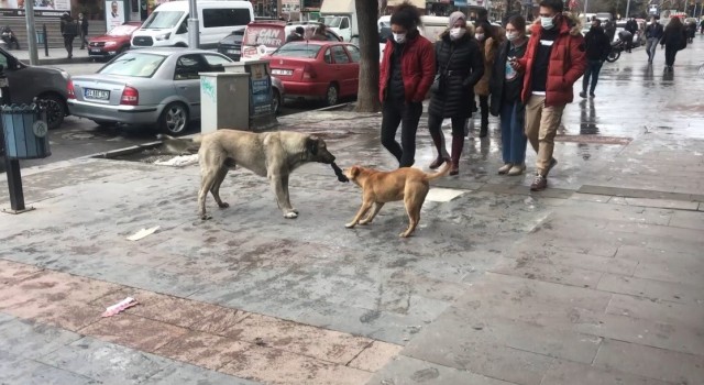Erzincanda iki köpeğin bez kapmaca oyunu tebessüm ettirdi