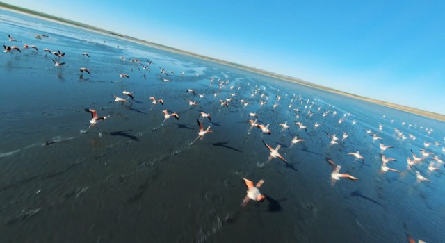 Kuş cenneti Düden Gölünde flamingolardan görsel şölen