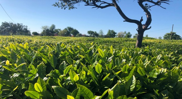 Lipton sağlıklı ve güvenli çay hasadı hazırlıklarını tamamladı