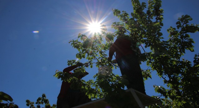 Mevsimlik işçilerden bayramda ‘turfanda kirazı hasadı