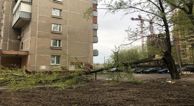 Moskovada şiddetli rüzgar 56 ağacı devirdi: 2 yaralı