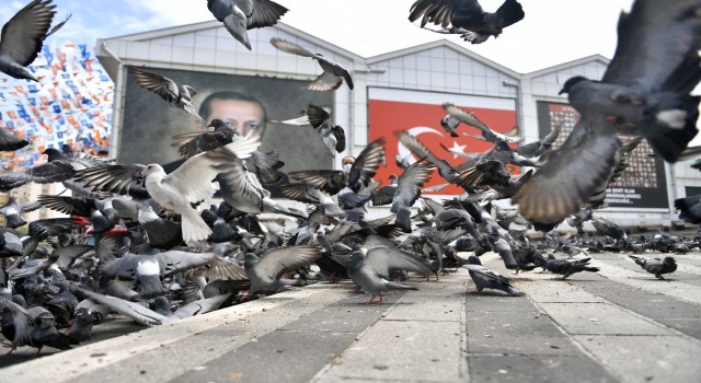 Osmangazide aç kalan güvercinler beslendi