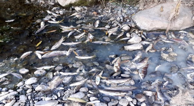 Osmaniyede toplu balık ölümleri tedirginliğe yol açtı