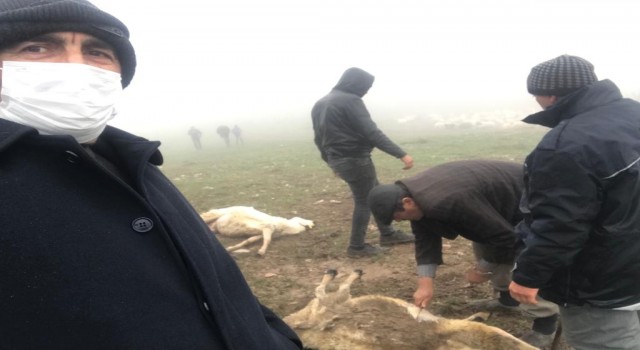 Tokatta 20 koyun telef oldu, zehirlenme iddiası üzerine inceleme başlatıldı