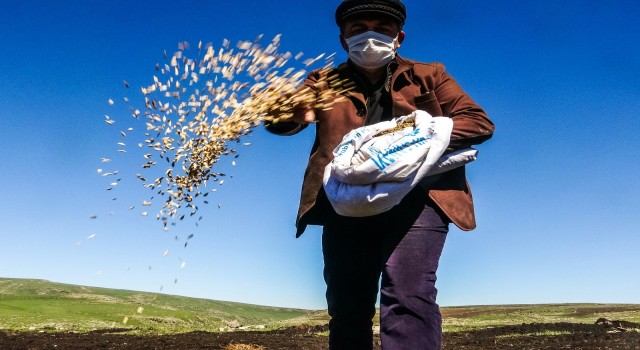 Traktör koltuğuna geçen belediye başkanı asırlık ‘kavılca buğdayını toprakla buluşturdu